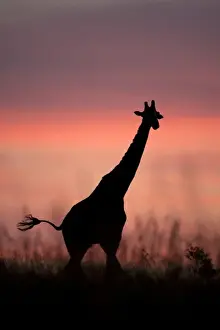 Images Dated 1st December 2008: Masai giraffes, Giraffa camelopardalis tippelskirchi, in the Masai Mara GR, Kenya