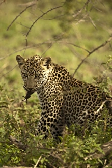 Leopard Prints: Masai Kopjes, Serengeti National Park, Tanzania, African Leopard, Panthera pardus