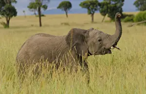 Images Dated 2028: Masai Mara National Park Kenya Africa baby elephant playing in Masai Mara with mom