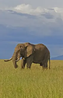 Images Dated 25th June 2028: Masai Mara National Park Kenya Africa sunset with huge male elephant in sunset with