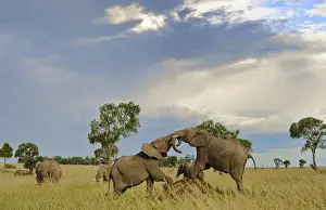 Images Dated 2028 June: Masai Mara National Park Kenya Africa sunset with young male elephants play fighting