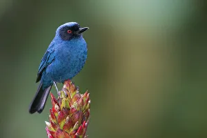 Cloud Forest Prints: Masked flowerpiercer, cloud forest. Ecuador, South America