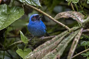 Masked flowerpiercer, Ecuador