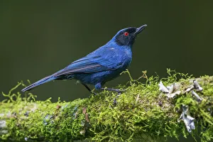Cloud Forest Prints: Masked flowerpiercer, a mossy perch in the cloud forest. Ecuador, South America