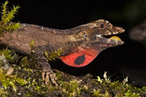 Images Dated 29th July 2010: Masked Treefrog (Smilisca phaeota) captive, Choca Region of NW Ecuador