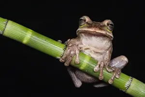 Tree Frog Prints: Masked Treefrog (Smilisca phaeota) CAPTIVE Choco Region of NW ECUADOR. South America