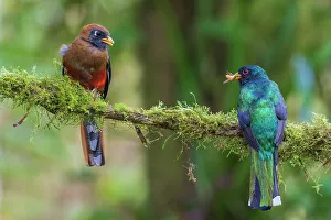 Cloud Forest Prints: Masked trogon (male) preparing to feed fledgling in the cloud forest of Ecuador