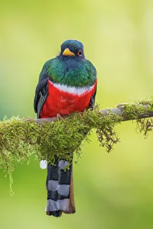 Cloud Forest Prints: Masked trogon (male) searching for a meal in the cloud forest of Ecuador