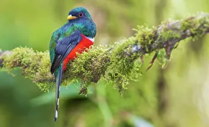 Cloud Forest Prints: Masked trogon (male) searching for a meal in the cloud forest of Ecuador