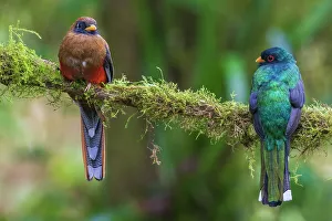 Cloud Forest Prints: Masked trogon pair searching for a meal in the cloud forest of Ecuador, South America