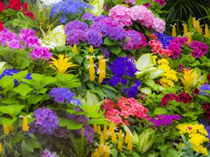 Images Dated 11th May 2017: Mass colorful planting of flowers