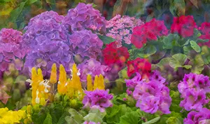 Geranium Prints: Mass colorful planting of flowers