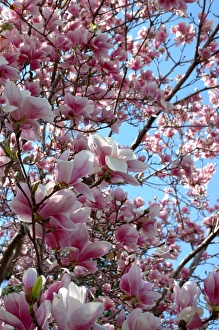 Images Dated 22nd April 2005: Massachusetts, Reading closeup of pink Magnolia tree blossoms