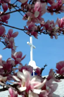 Reading Prints: Massachusetts, Reading, pink Magnolia tree and church steeple