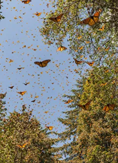 Masses of monarch butterflies in Flight, Cerro Pelon (Macheros) monarch butterfly reserve Masses of monarch butterflies in Flight, Cerro Pelon (Macheros) monarch butterfly reserve