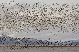 Geese Prints: Massive flock of Snow Geese in flight, Klamath Basin, Klamath Falls, Oregon