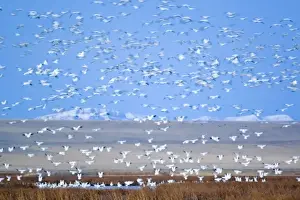 Migrate Prints: Massive flock of snow geese taking off from Freezeout Lake NWR in Montana at dawn