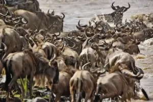 Images Dated 30th August 2008: Massive herd of Wildebeest, Connochaetes taurinus crossing the Mara River heading south to Tanzania