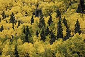 Massive mountain slope of dense aspen trees and evergreens in fall color, Uncompahgre