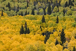 Images Dated 29th September 2016: Massive mountain slope of dense aspen trees and evergreens in fall color, Uncompahgre