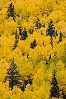 Images Dated 29th September 2016: Massive mountain slope of dense aspen trees and evergreens in fall color, Uncompahgre