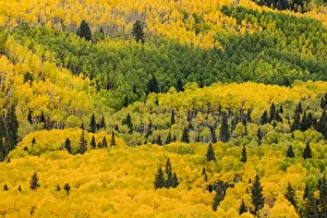 Images Dated 29th September 2016: Massive mountain slope of dense aspen trees and evergreens in fall color, Uncompahgre