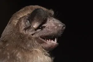 Animal Head Prints: Mastiff Bat (Molossus molossus) CAPTIVE Karanambu Lodge Rupununi