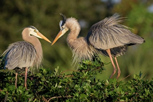 Prints of Mated pairs of great blue herons often reinforce their bond by displaying ruffled plume feathers and intimate postures towards each other Images Dated 2024 November: Mated pairs of great blue herons often reinforce their bond by displaying ruffled plume feathers
