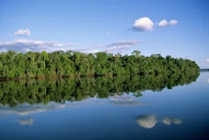 Perfect Prints: Mato Grosso State, Amazon, Brazil. Forested river bank with perfect reflection of