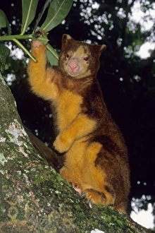 Marsupial Prints: Matschies Tree Kangaroo, (Dendrolagus matschiei), Papua New Guinea