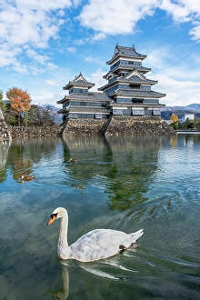 Swan Prints: Matsumoto Castle, Matsumoto, Japan