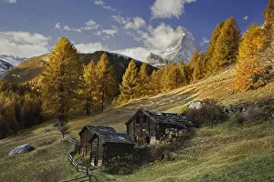 Images Dated 31st October 2005: Matterhorn framed by autumn Larch trees, (Larix decidua) Zermatt, Switzerland
