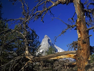 Matterhorn Prints: Matterhorn and larch tree, Zermatt, Swiss Alps, Switzerland