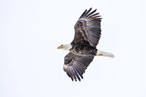 Mature Prints: Mature bald eagle in flight at Ninepipe WMA near Ronan, Montana, USA