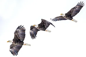 Mature Prints: Mature bald eagle in flight sequence at Ninepipe WMA near Ronan, Montana, USA digital