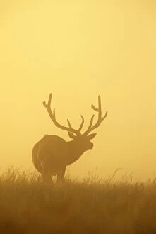 Mature Bull Elk in the dawn fog at Fort Niobrara NWR in Nebraska