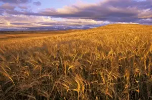 Barley Prints: Mature field of barley along the Rocky Mountain Front near Dupuyer Montana