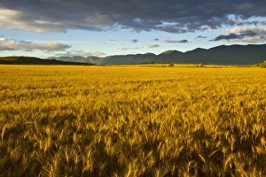 Mature Prints: Mature field of wheat in the Mission Valley near Polson, Montana, USA