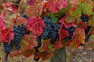 Grape Prints: Mature grapes on the Vine at Quinta da Portal Winery in Celeiros, Portugal