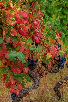 Grape Prints: Mature grapes on the Vine at Quinta da Portal Winery in Celeiros, Portugal