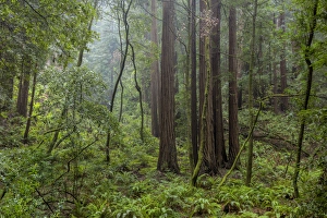 Mature redwood forest in Muir Woods National Monument in Mill Valley, California, USA