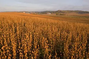 Mature Prints: Mature soybean field near Chippewa Falls Wisconsin
