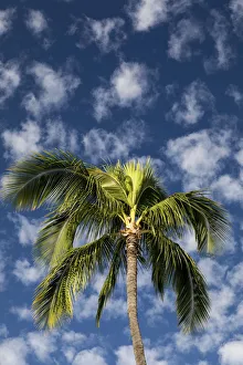 Maui Prints: Maui, Hawaii. Palm trees with white clouds and blue sky