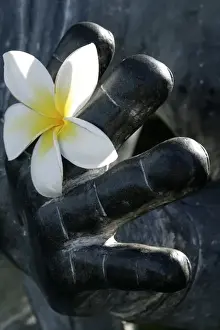 Images Dated 4th March 2008: Maui, Hawaii, United States. White dendrobium orchid and hand of buddha statue