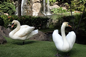 Swan Prints: Maui, Hawaii, United States. White swans