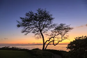 Maui Prints: Maui, Hawaii, USA. Trees by the ocean at sunset