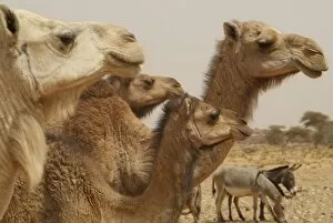 Mauritania, Adrar, dromedaries
