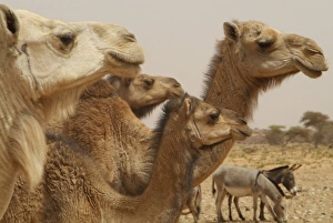 Images Dated 28th March 2006: Mauritania, Adrar, dromedaries