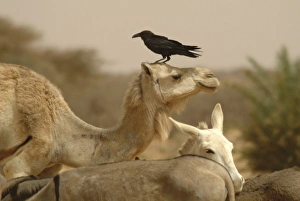 Images Dated 28th March 2006: Mauritania, Adrar, Dromedaries and a Craw