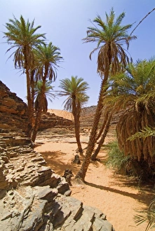 Images Dated 27th March 2006: Mauritania, Adrar, Terjit oasis, Vertical view